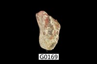 藏品(雲雀殼菜蛤)的圖片